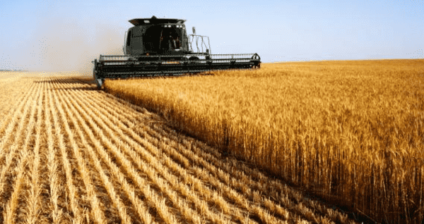 Agriculture de blé