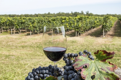 viticulture