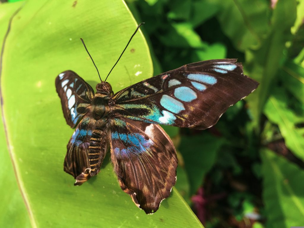 serre à papillons