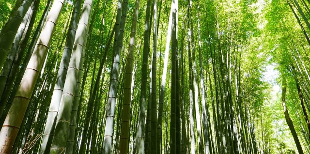 Comment planter du bambou : un guide étape par étape