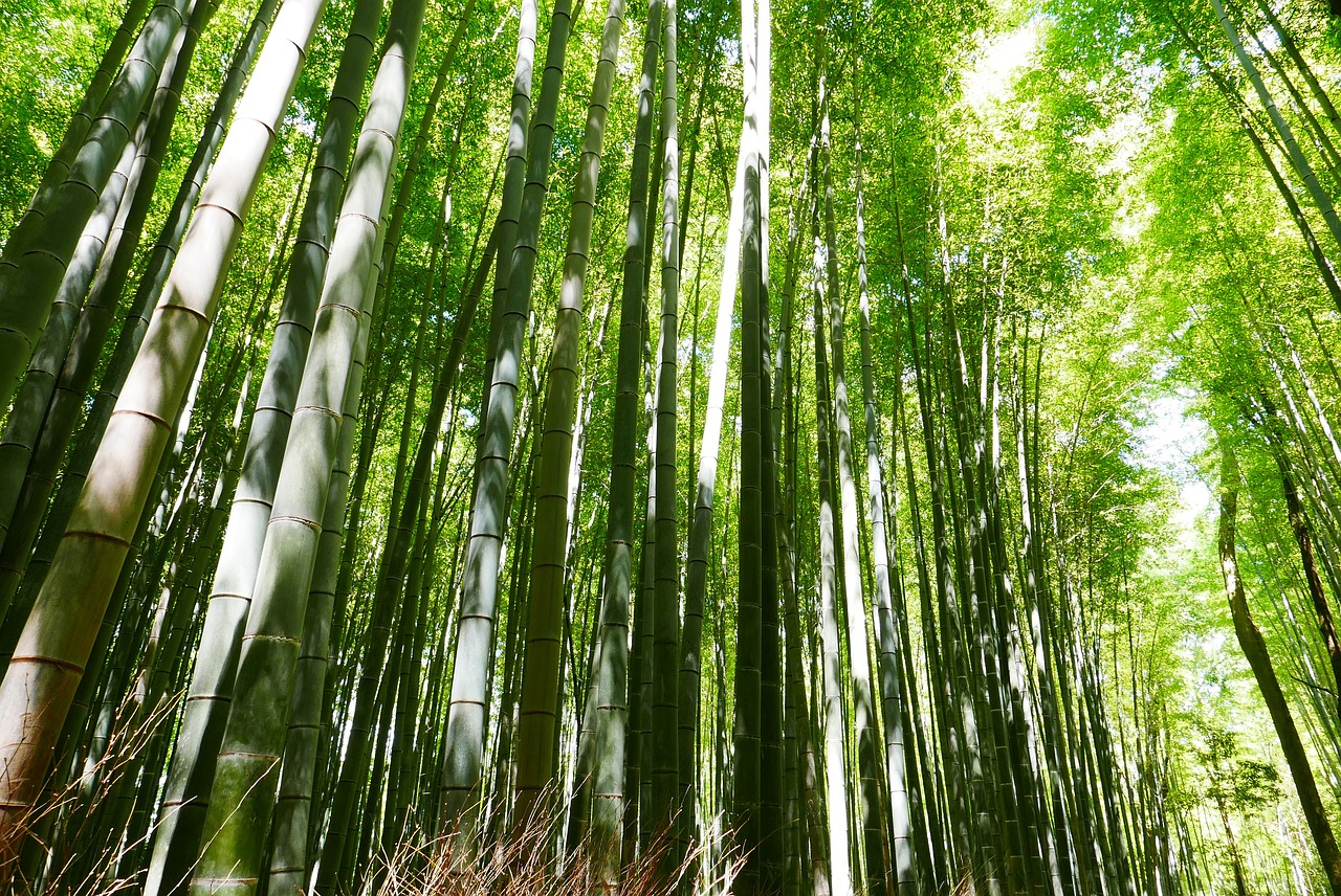 Comment planter du bambou : un guide étape par étape