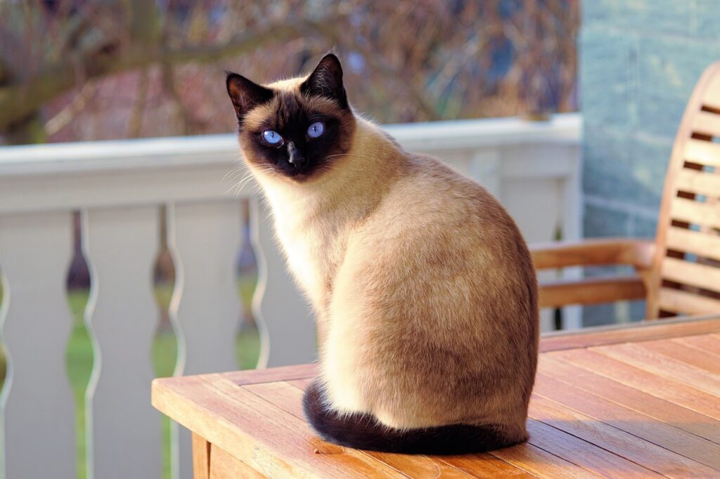 Pension pour chat