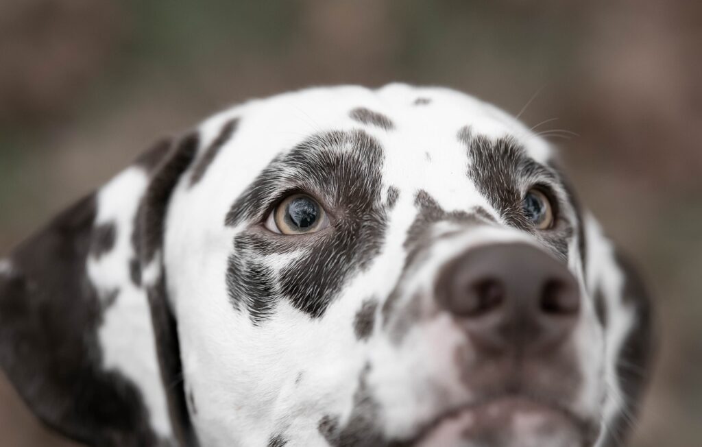 découvrez tout ce qu'il faut savoir sur l'élevage de chiens : conseils pratiques, races populaires, soins à apporter aux chiots et bonnes pratiques pour un élevage responsable et éthique.