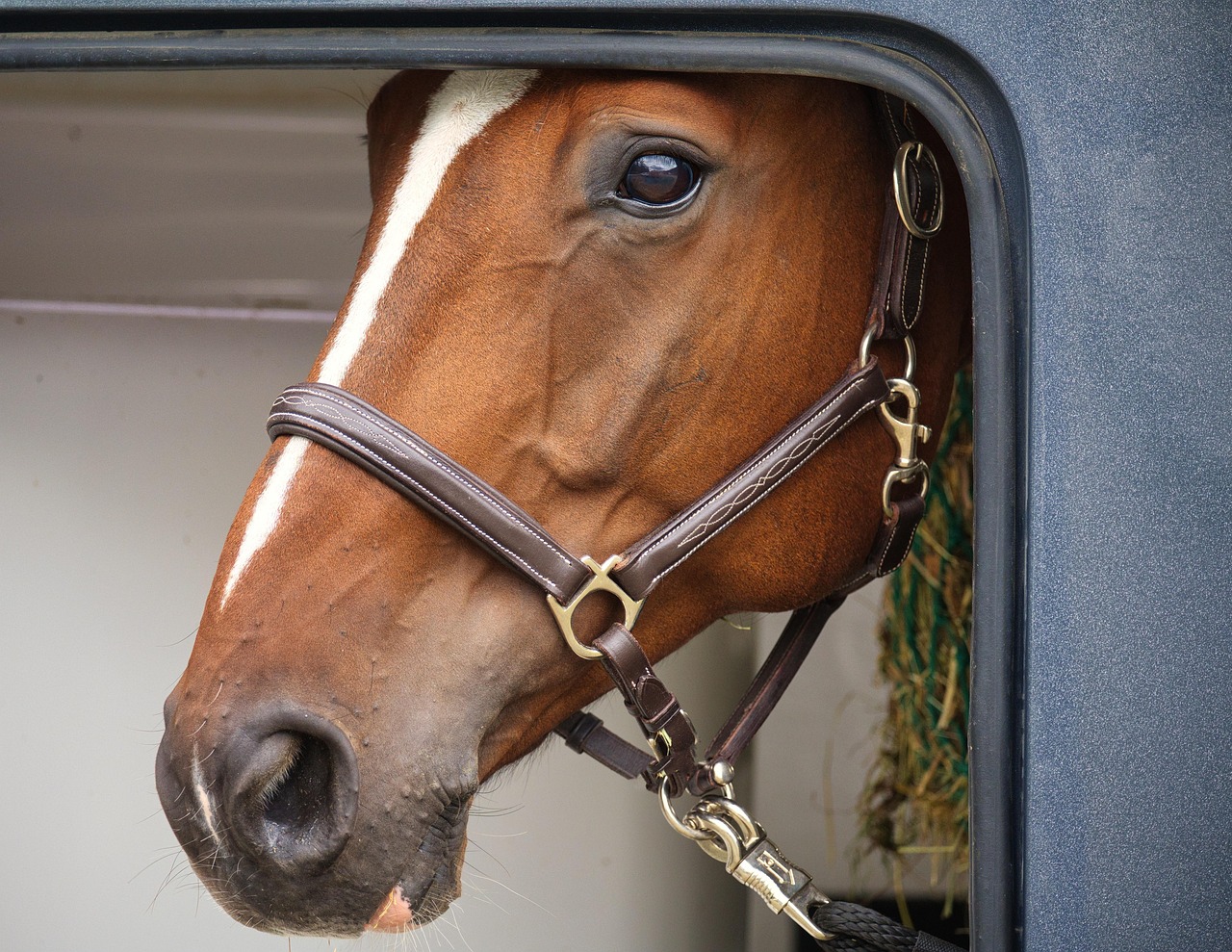 découvrez notre sélection de remorques pour chevaux, alliant sécurité et confort pour vos équidés. que vous ayez besoin d'une remorque simple ou double, nous proposons des modèles adaptés à tous vos déplacements équestres. explorez nos offres dès maintenant !