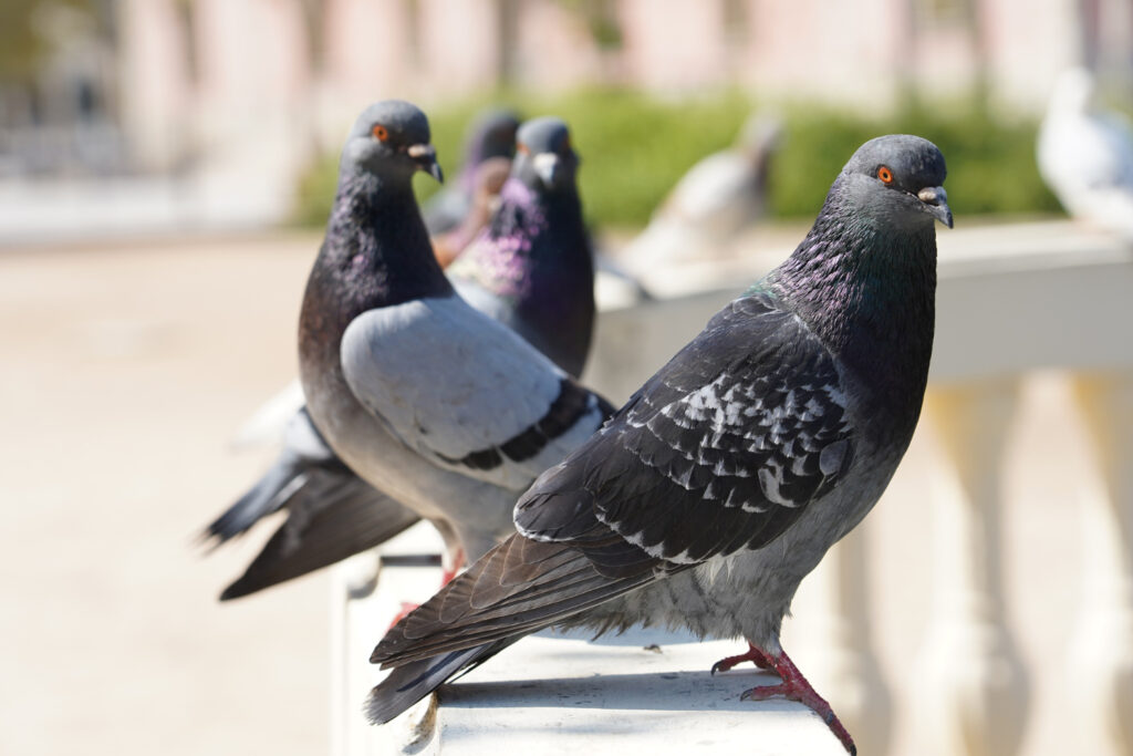 dépigeonnage