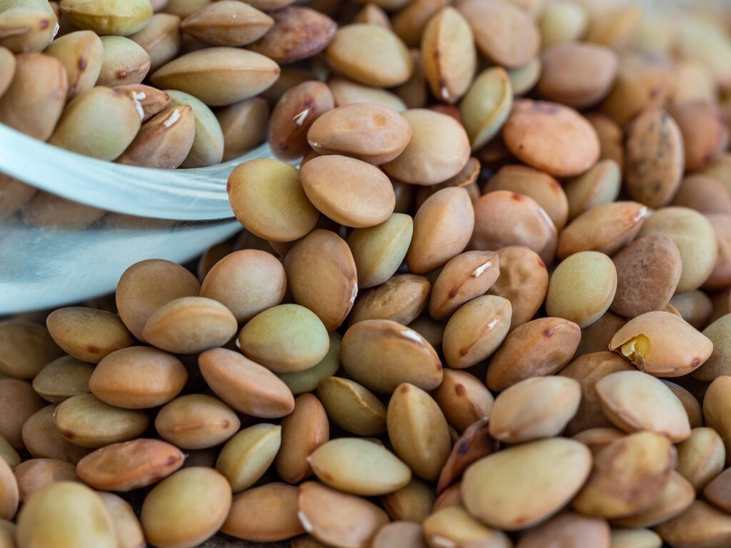 découvrez les lentilles vertes, une source nutritive riche en protéines, fibres et vitamines, idéale pour des repas sains et savoureux.