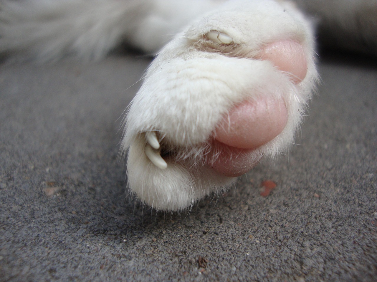 découvrez tout sur les griffes de chat : leur croissance, leur entretien, et comment protéger vos meubles tout en assurant le bien-être de votre compagnon félin.